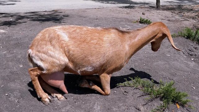 A brown goat stands and walks away, its large udder swinging visibly as it moves across dirt ground near grass, trees, and a road. This captures livestock care and the natural behavior of