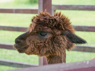 Naklejka premium Alpaca (Vicugna pacos), a South American cloven-hoofed mammal from the camelid family, a portrait of a Huacaya with thick, fluffy, and curly hair