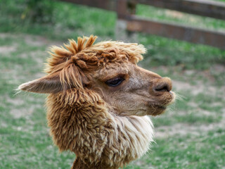 Fototapeta premium Alpaca (Vicugna pacos), a South American cloven-hoofed mammal from the camelid family, a portrait of a Huacaya with thick, fluffy, and curly hair