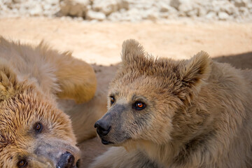 brown bear cub © amr