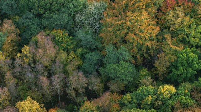 Drone slowly flying forward over beautiful spring forrest