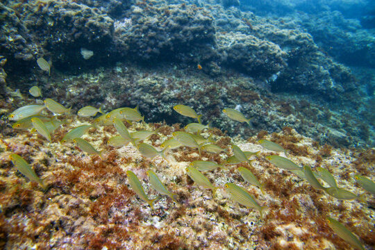 Group of cow bream - Sarpa salpa - fish swimming in Mediterranean sea as seen during snorkelling near Lloret de Mar
