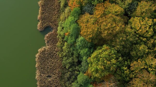 Drone slowly flying forward over beautiful spring forrest and lake