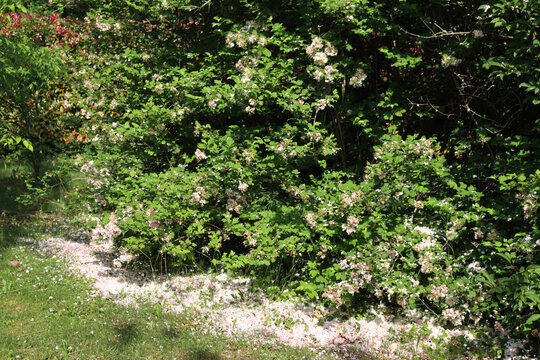 Viburnum opulus with many white faded flowers on springtime. Snowball bush in the garden on a sunny day 