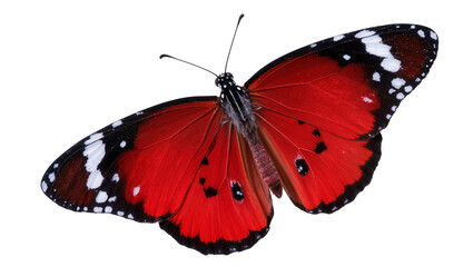 Vibrant red butterfly with black and white spots, isolated on transparent background © Luca