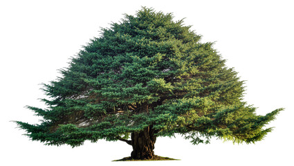 Large evergreen coniferous tree with dense green foliage, isolated on transparent background © Luca