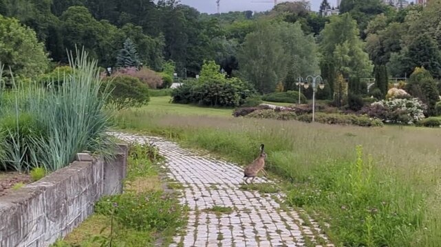 A horizontal video capture of a wild European hare (hare/jackrabbit) moving through manicured garden beds, jumping across a cobblestone pathway, and sitting in a tall green grass meadow.