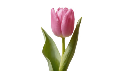 Naklejka premium Single pink tulip with green leaves, isolated on transparent background