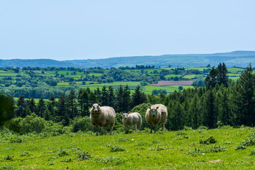 Obraz premium sheep and lamb in the field, sunny day, countryside in Herefordshire, with hills and blue sky, uk, offa dyke the long old path on the border between Wales and England