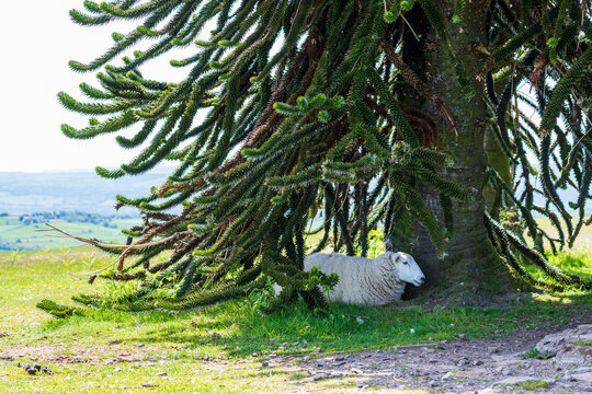 a sheep under a monkey puzzle tree, resting in a very hot and sunny day in Uk, Herefordshire, along the old Offa's Dyke path, the old border of England and Wales