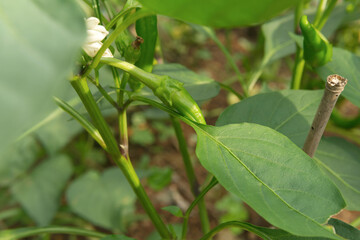 Obraz premium Green chili pepper growing on a plant in a garden