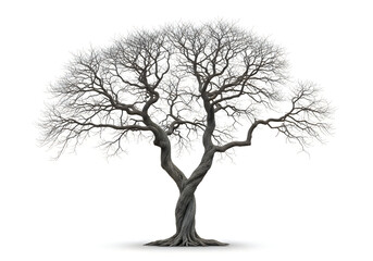 Obraz premium Leafless tree standing on plain background