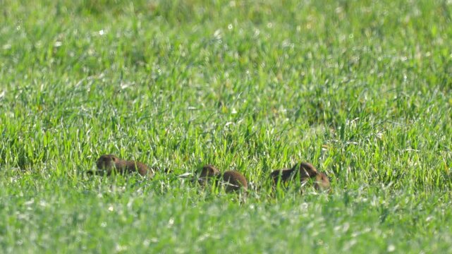 Ground squirrels (Unstriped ground squirrel)  in a meadow in green grass. Wildlife. 