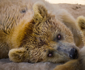brown bear cub © amr
