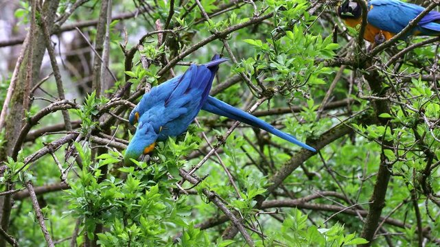 The Blue-and-yellow Macaw, Ara ararauna is a large South American parrot