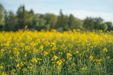 Obraz premium A field filled with yellow flowers stretches across the landscape. The sky is clear and blue