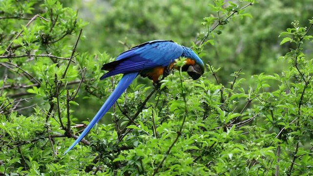 The Blue-and-yellow Macaw, Ara ararauna is a large South American parrot