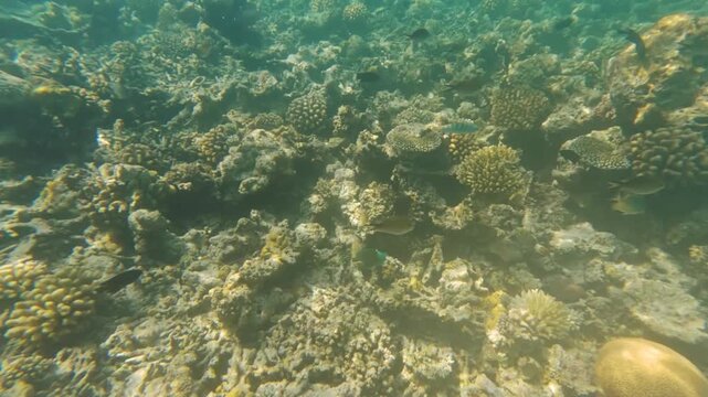 Snorkeling at Maldives near Dhiffushi, many fish swimming over hard corals, camera follows parrotfish