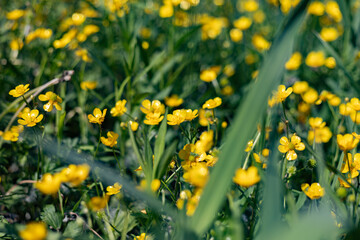 Obraz premium Field of wild yellow buttercups in soft sunlight