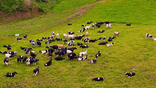 Aerial drone view of cows on pasture in Sao Miguel, Azores. Agricultural landscape with dairy cattle grazing
