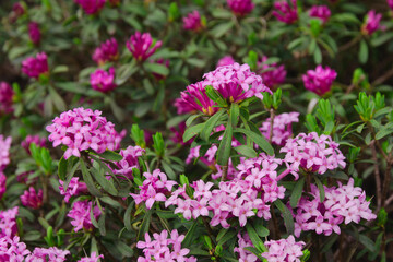 Obraz premium Daphne striata - Alpine plant of the family Thymelaeaceae. 