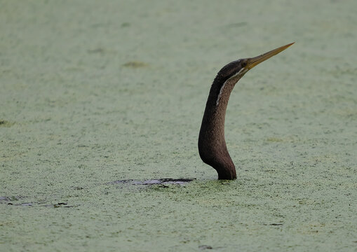 African darter bird emerging from green water with copy space