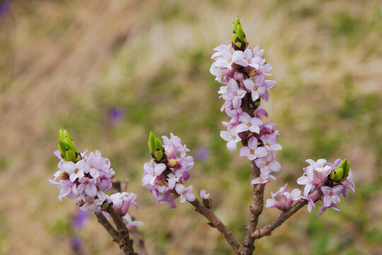Daphne mezereum, commonly known as mezereon. It is a species of Daphne in the flowering plant family Thymelaeaceae