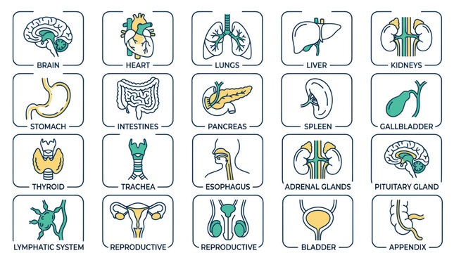 Human Anatomy Icons: Brain, Heart, Lungs, Liver, Kidneys, Stomach, Intestines