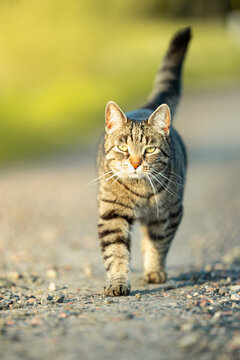 eine getigerte Katze l&auml;uft auf den BEtrachter zu im fr&uuml;hen Morgenlicht