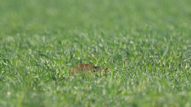 Ground squirrel (Unstriped ground squirrel)  in a meadow in green grass. Wildlife. 
