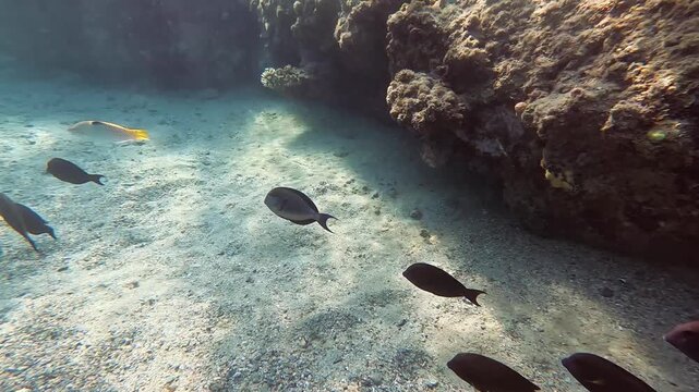 Group of dark tang surgeonfish swimming over sandy sea bottom as seen during snorkeling at Marsa Alam