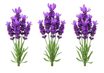 Fototapeta premium Three purple lavender flowers in a row