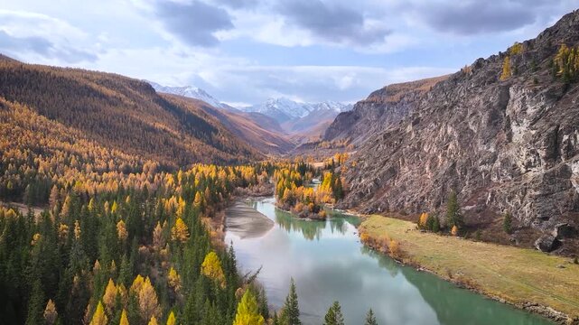 Cinematic drone view over turquoise river in remote mountain valley with golden autumn forest rocky slopes and snowy peaks, atmospheric wilderness landscape in Altai Mountains 