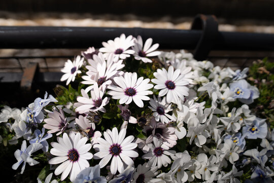 weiss bl&uuml;henden Blumen mit dunkler MItte im Sonnenschein