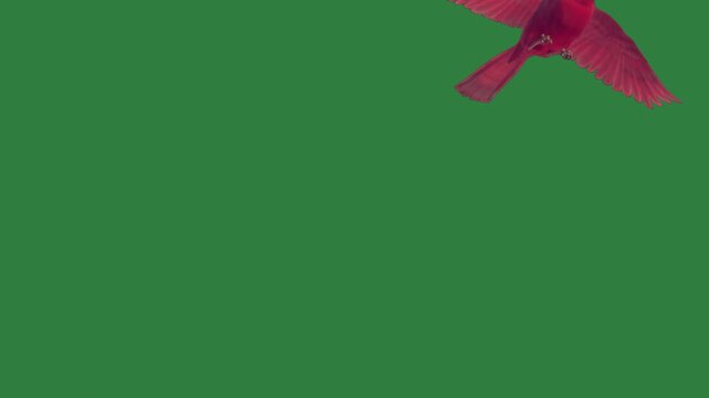 green screen red bird flying in air two birds flight against couple sky three animated chromakey style elements backgrounds layers colorful