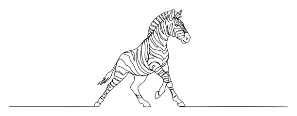 zebra walking proudly © Wieslaw