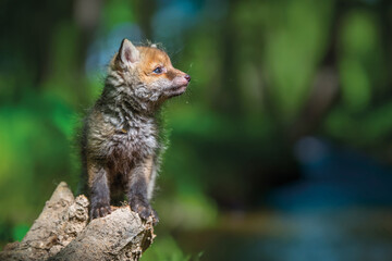 Naklejka premium Red fox, vulpes vulpes, small young cub in forest on river backg