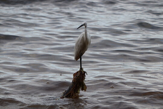Ibis in Uganda