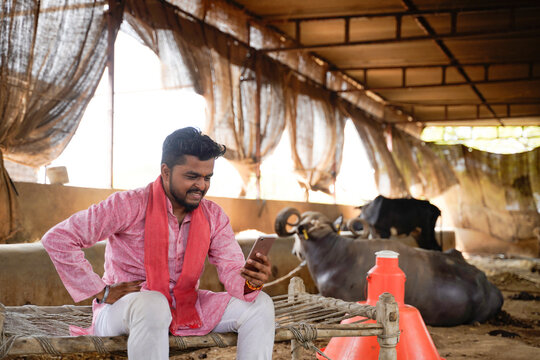 Young Indian dairy farmer using a smartphone while sitting on a traditional charpai inside a rural buffalo shed