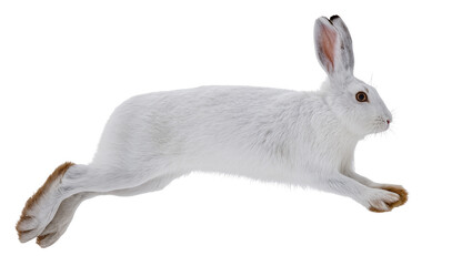 White arctic hare mid-leap, isolated on transparent background © Iura