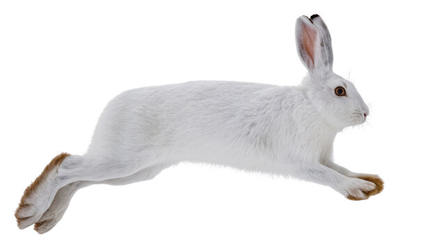 White arctic hare mid-leap, isolated on transparent background