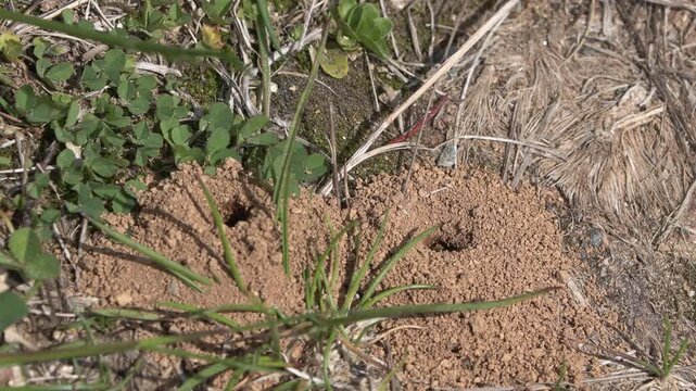  Solitary Mining Bee Emerging from Ground Nest in the Lombard Orobie Alps, Italy