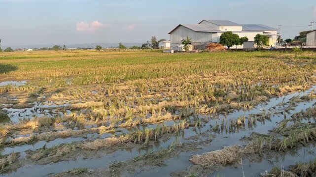 Beautiful golden rice field landscape after harvest season in rural Asia