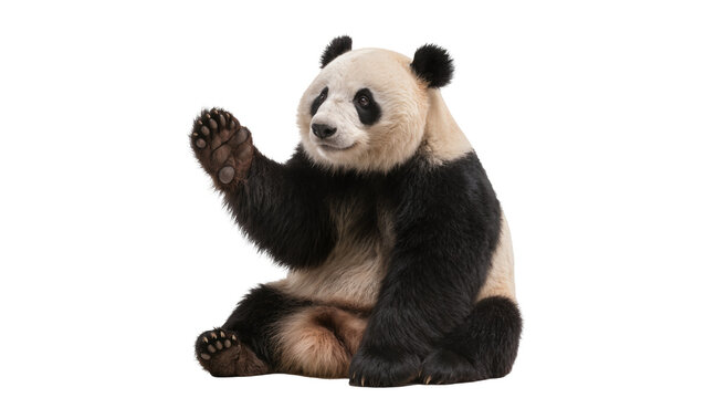 Fluffy panda bear waving hello, isolated on transparent background