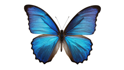 Vibrant blue morpho butterfly with intricate wing patterns, isolated on transparent background © Veaceslav