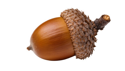 Brown acorn with textured cap and stem, isolated on transparent background © Veaceslav