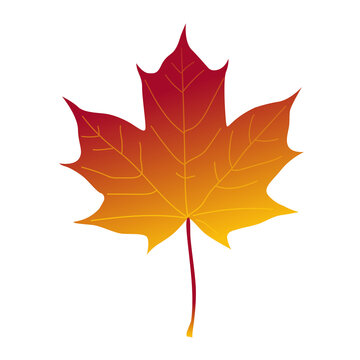 Colorful gradient autumn maple leaf vector illustration with gradient seasonal botanical illustration isolated environment wildlife deciduous forestry woodland gardening ornamental