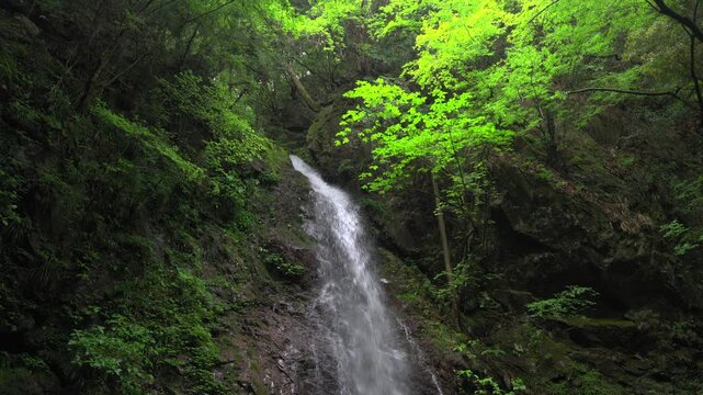 払沢の滝下ロール