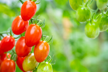 Bunch of fresh ripe red grape tomatoes hanging on the vine in organic garden