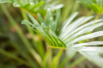 Green tropical foliage background with serrated leaves of exotic plant © Kwangmoozaa